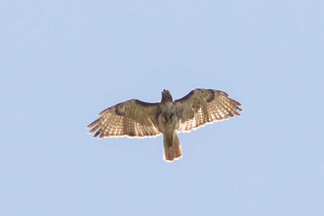 Red-tailed Hawk (solitudinis) - ML96173901