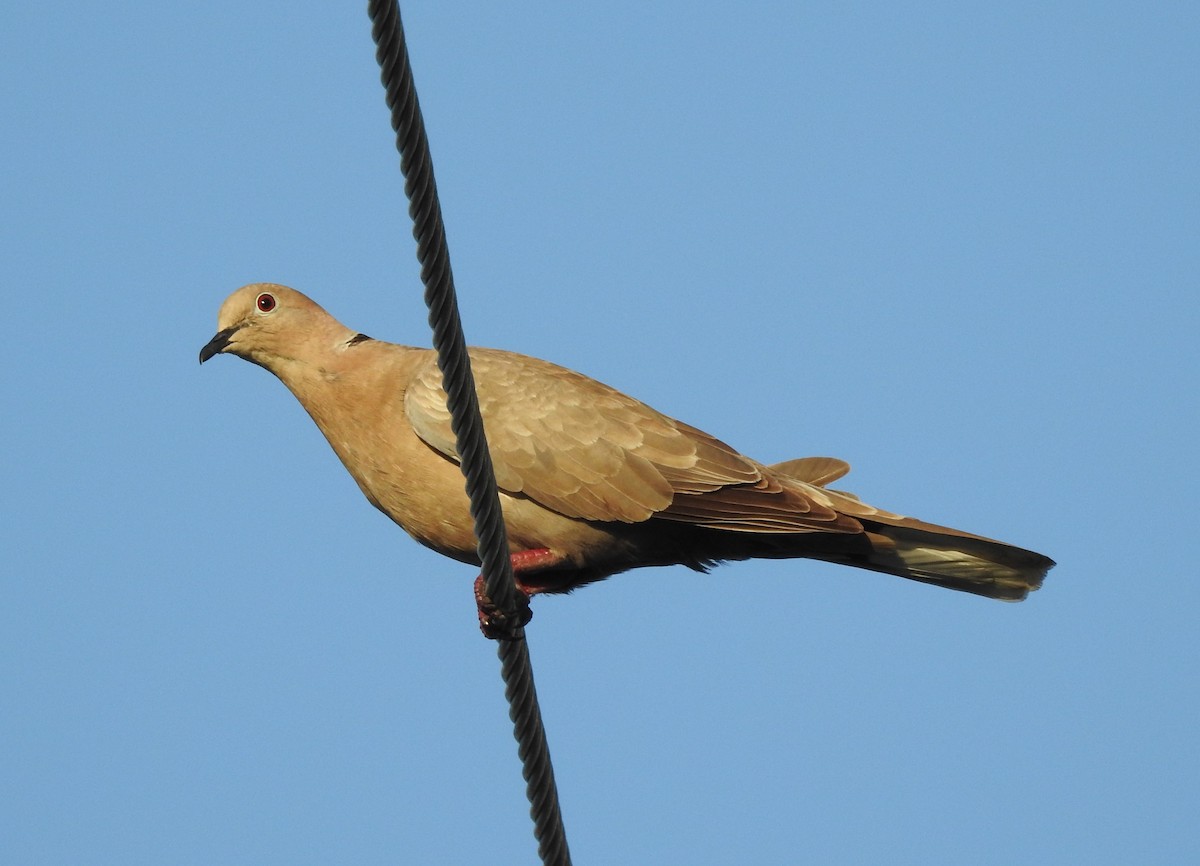 Eurasian Collared-Dove - Colleen Cowdery