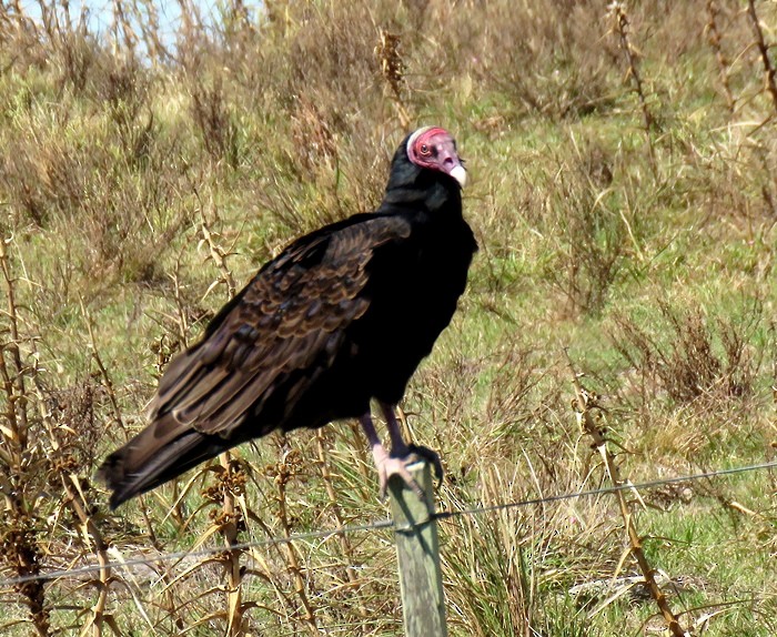 Turkey Vulture - Julián Tocce