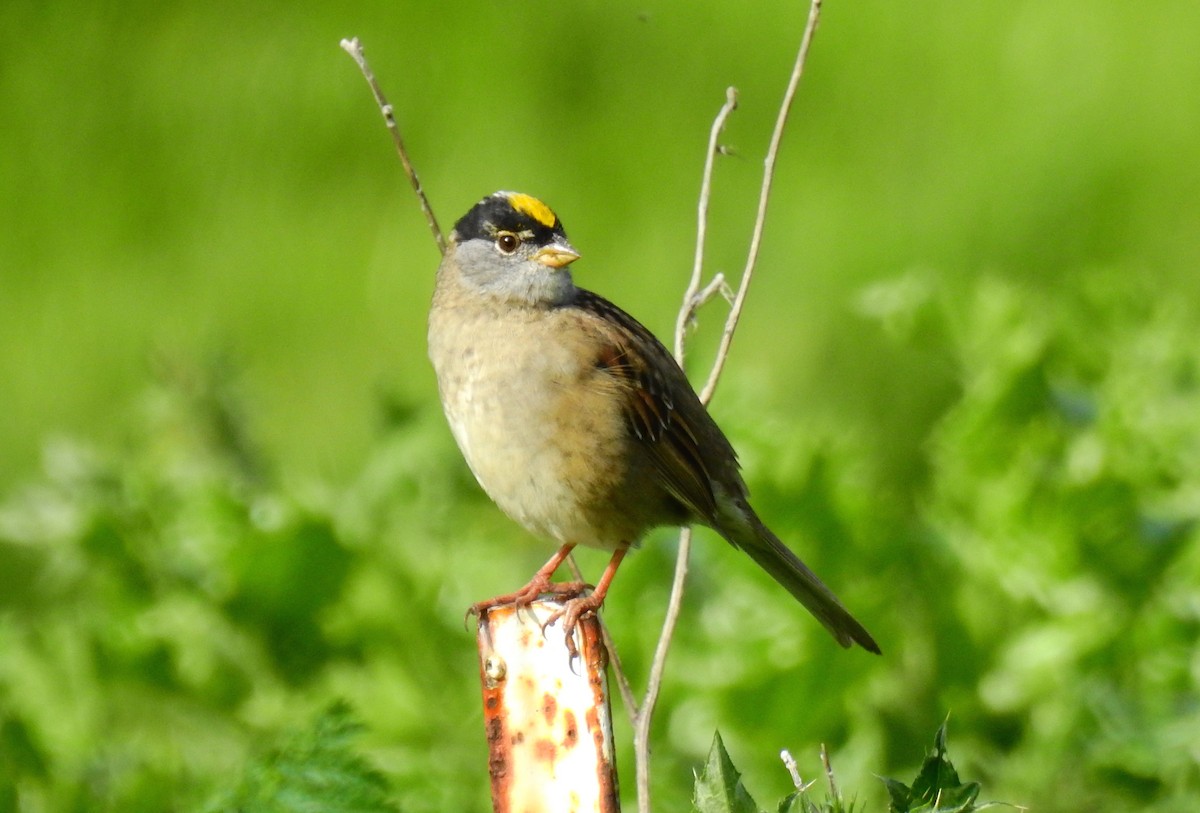 Golden-crowned Sparrow - Joshua Stacy