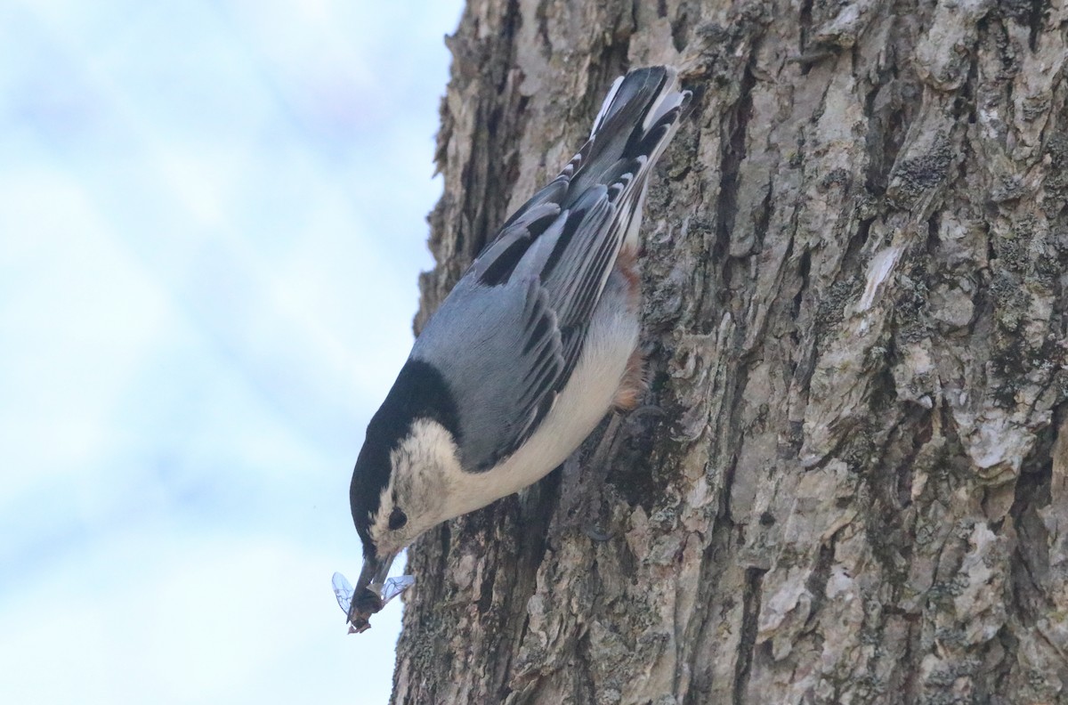 White-breasted Nuthatch - Sandy C