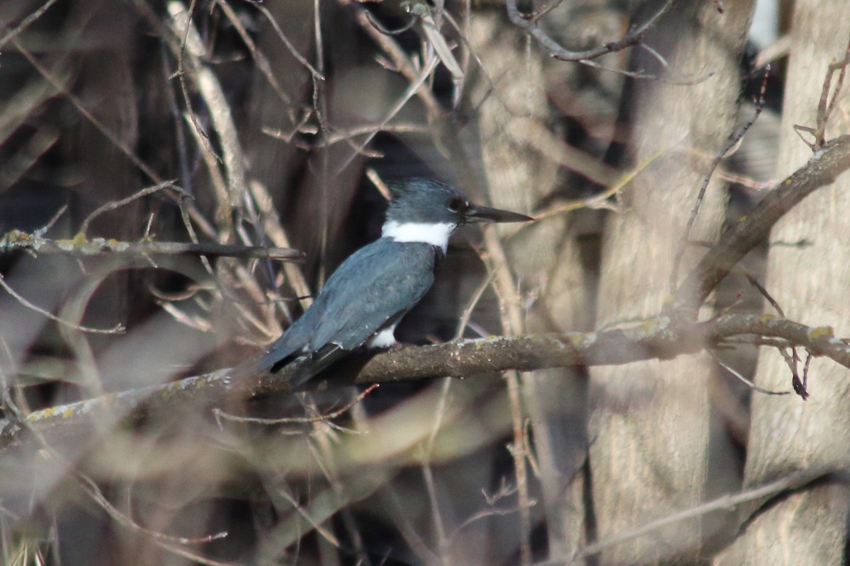 Belted Kingfisher - ML96184951