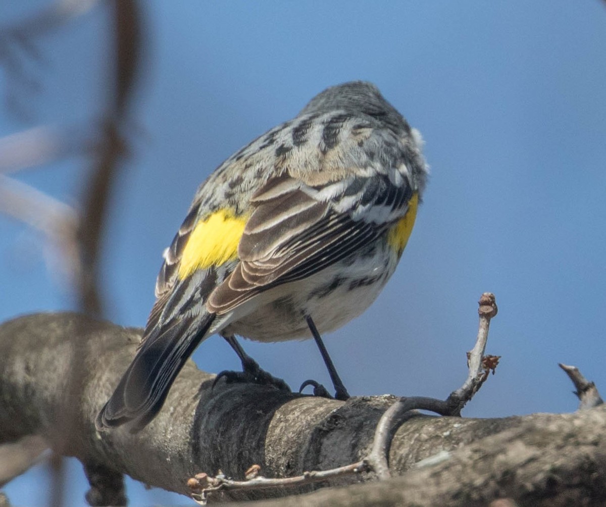 Yellow-rumped Warbler (Myrtle) - ML96184981