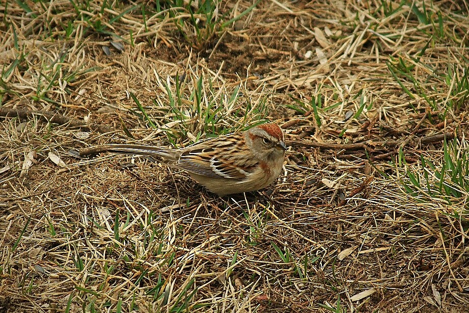American Tree Sparrow - ML96187261