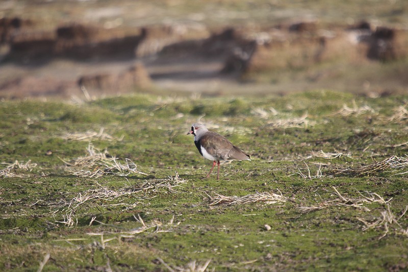 Southern Lapwing - Micky Reeves