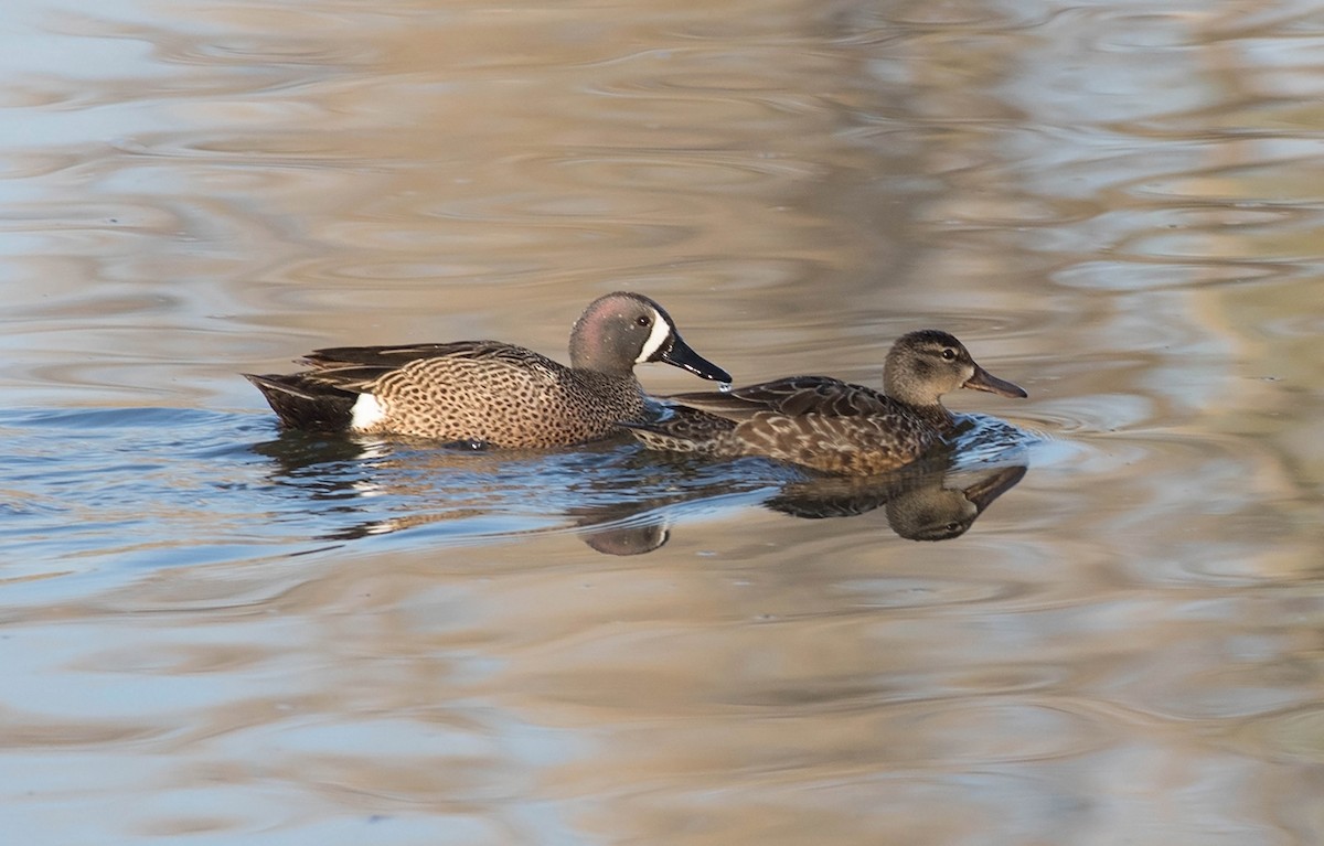 Blue-winged Teal - ML96189281