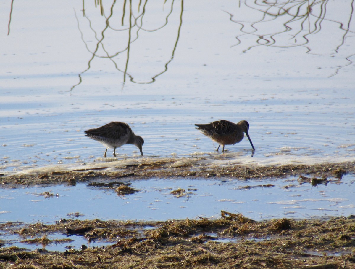 Long-billed Dowitcher - ML96189291