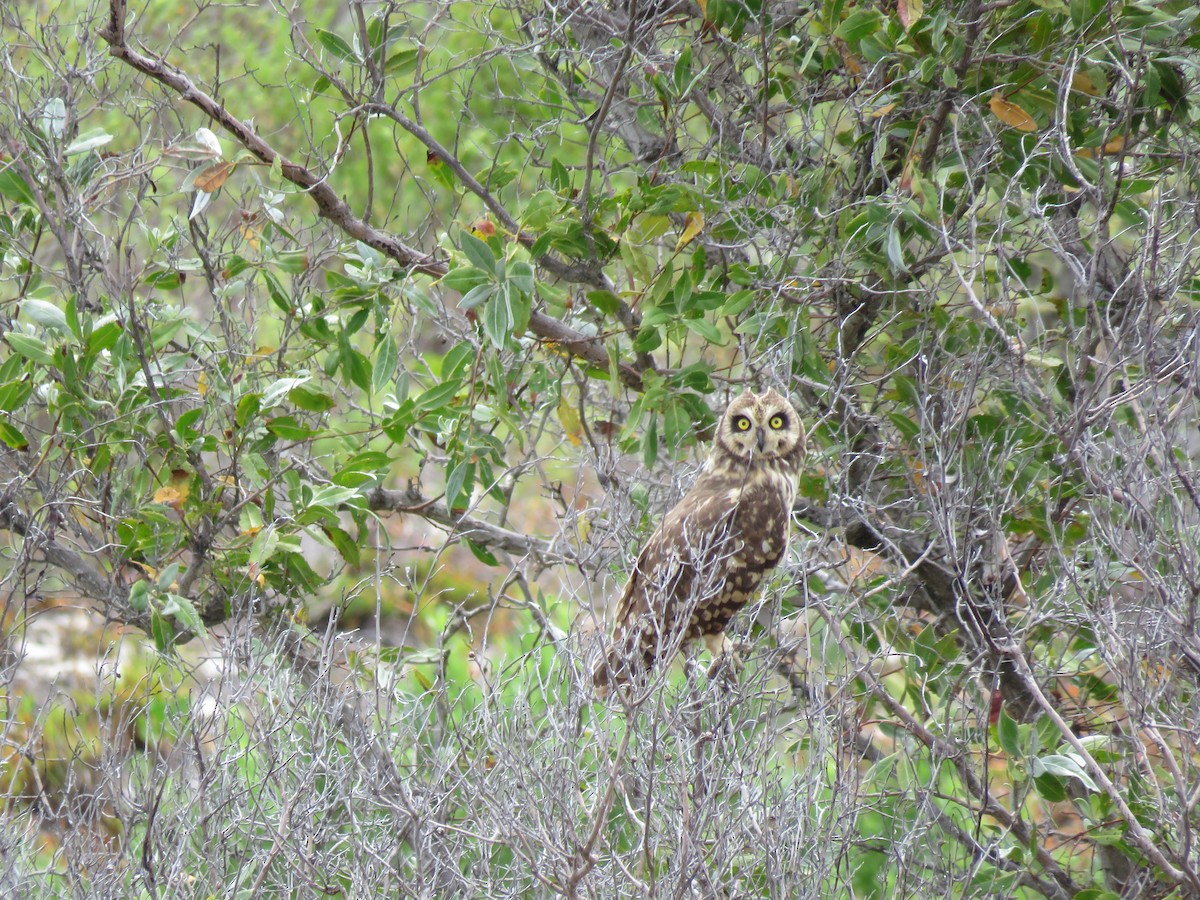 Short-eared Owl - ML96191741