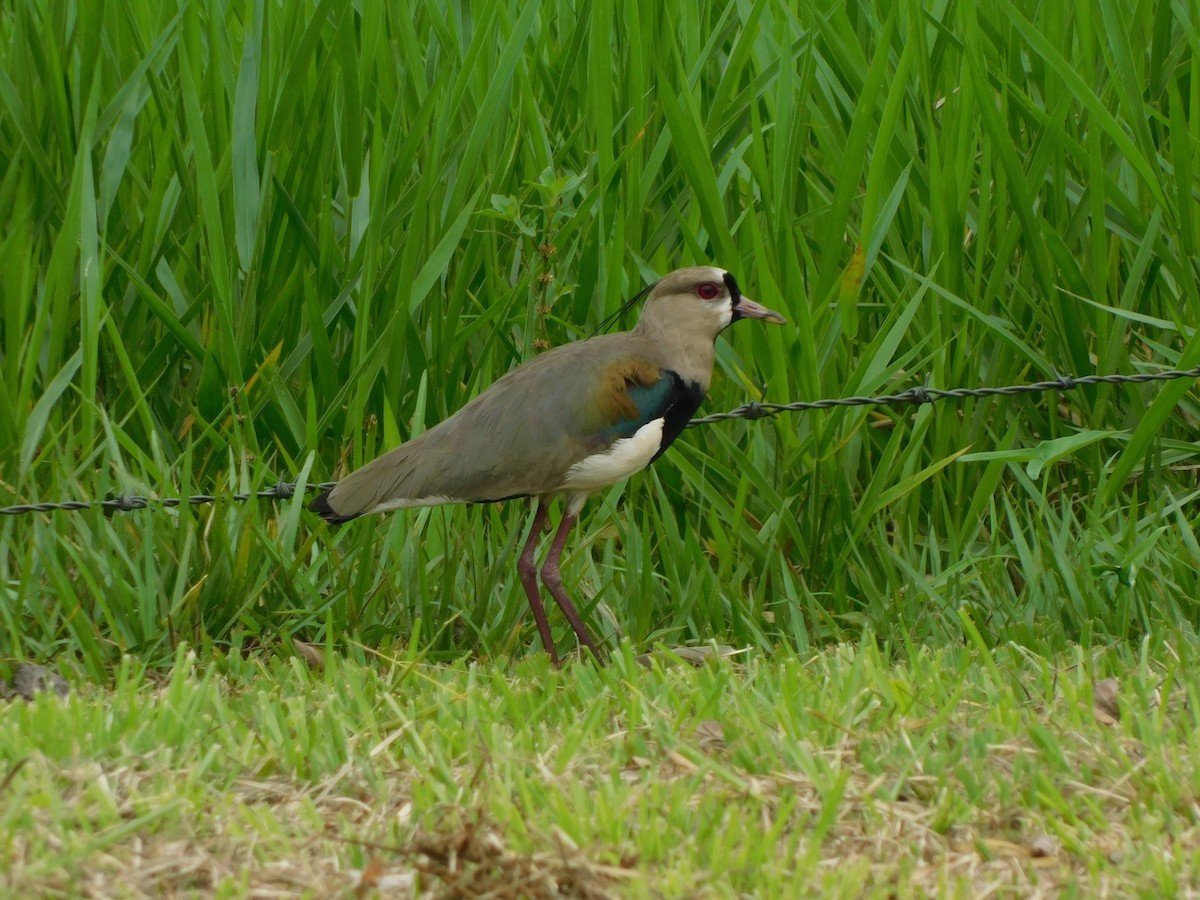 Southern Lapwing - Clarisa Márquez