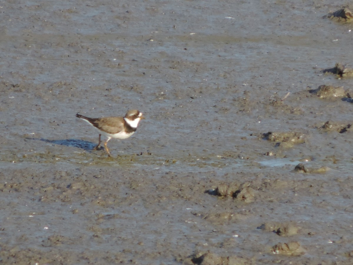 Semipalmated Plover - ML96196161