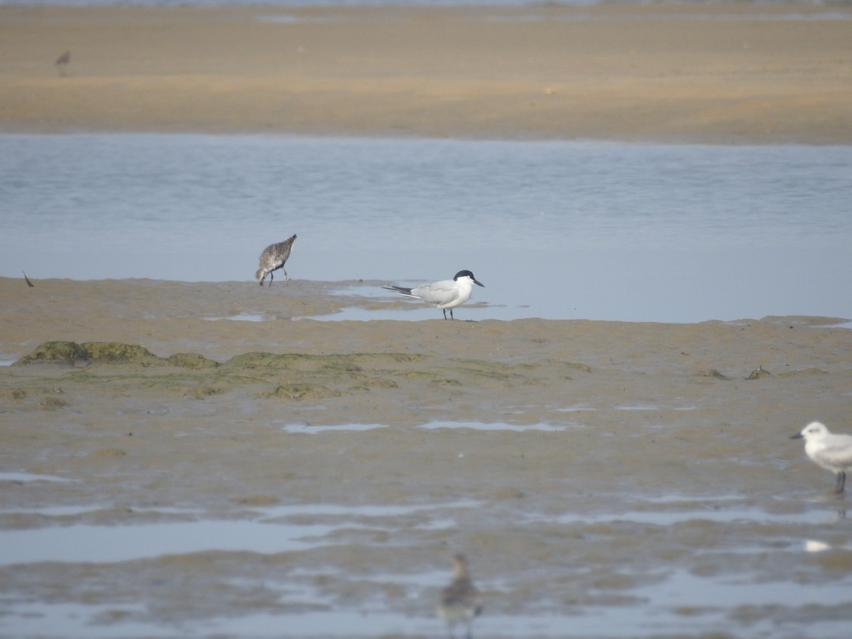 Gull-billed Tern - Ashwin Viswanathan