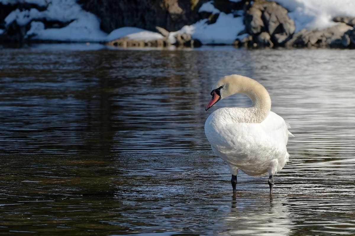 Mute Swan - Jean Lapointe