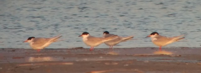 Forster's Tern - Kristin Purdy