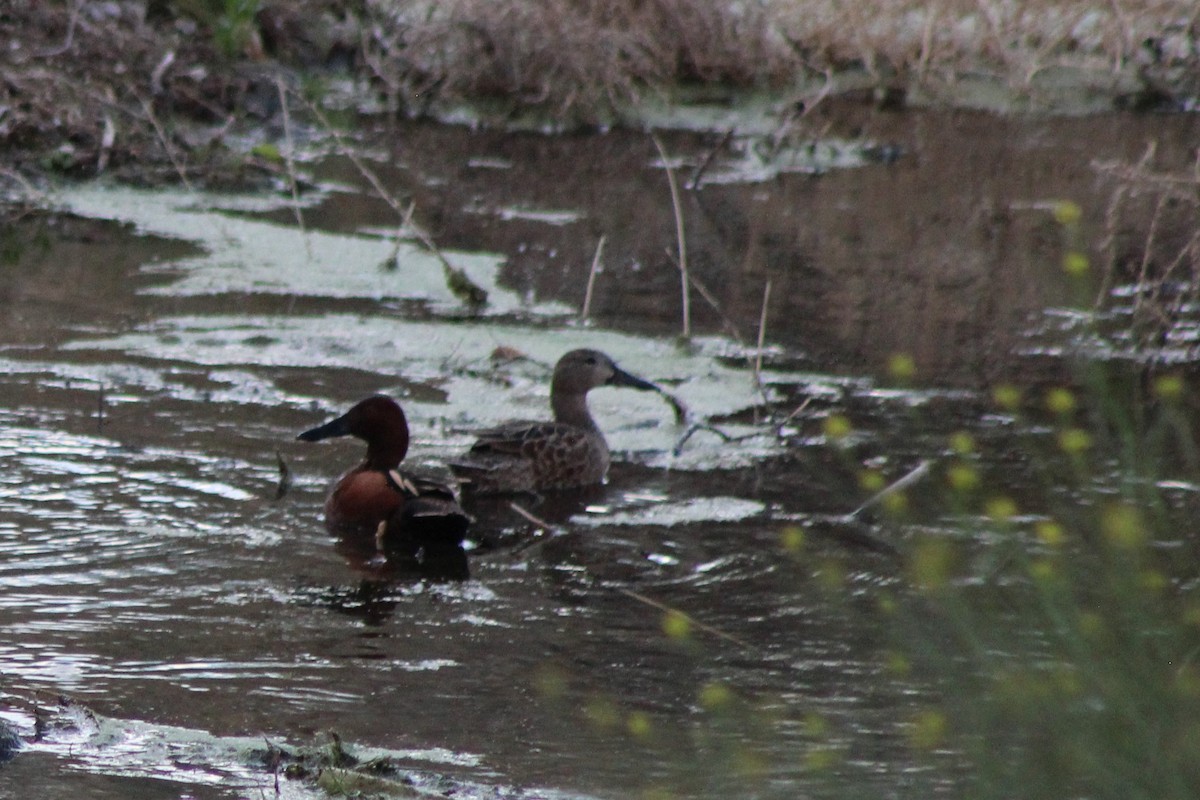 Blue-winged Teal - ML96201181