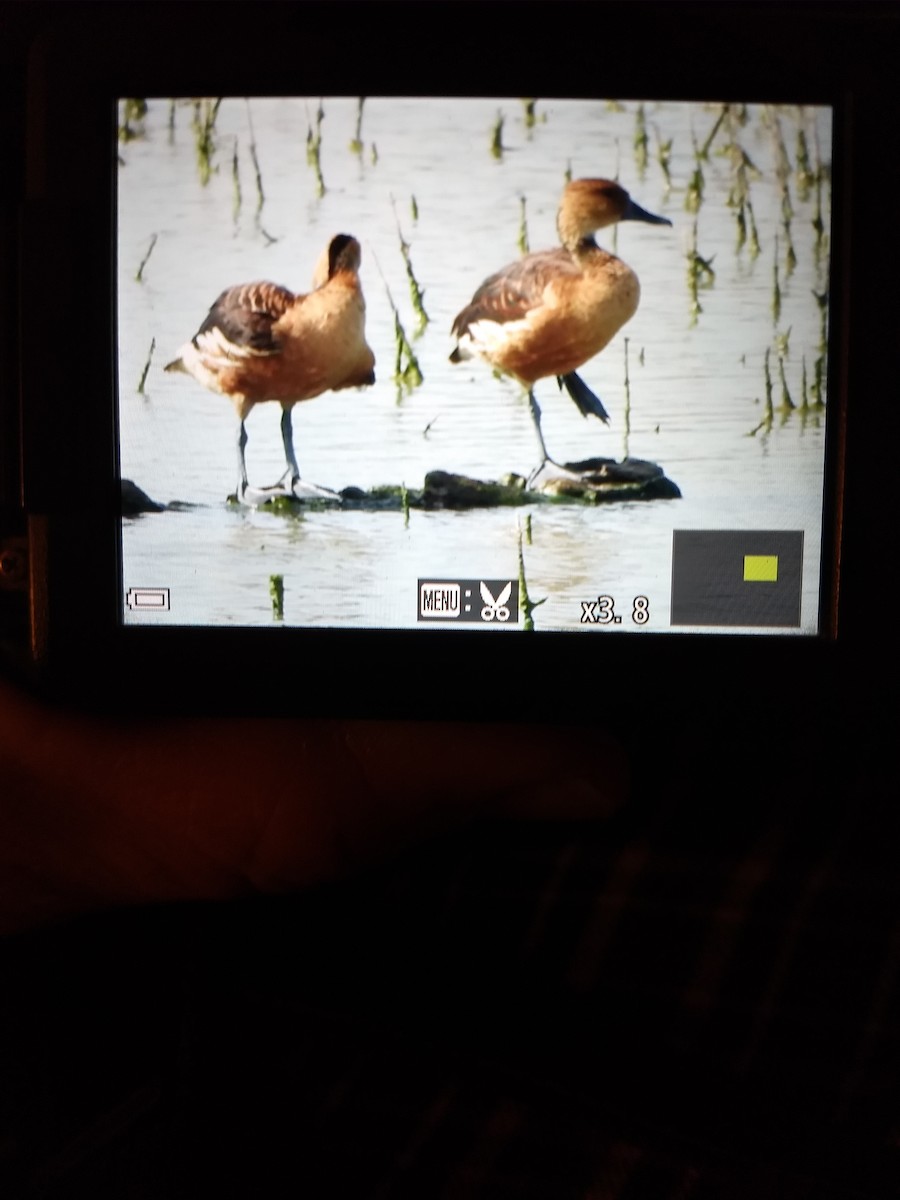 Fulvous Whistling-Duck - Jason Strickland