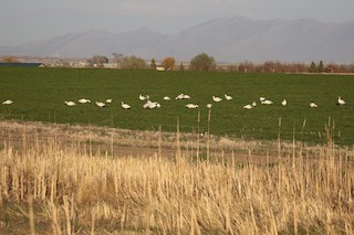 Snow Goose, ML96203501