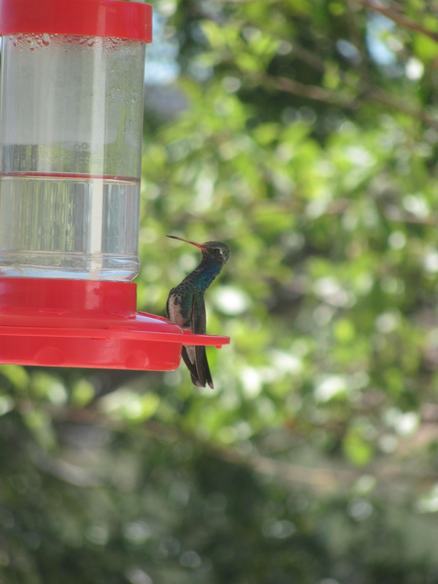 Broad-billed Hummingbird - Bruce White