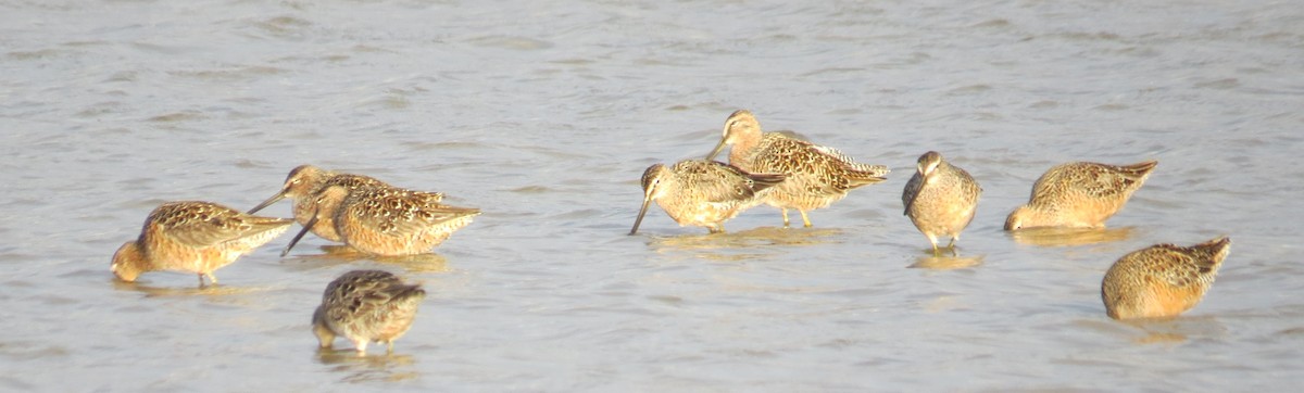 Long-billed Dowitcher - ML96204961