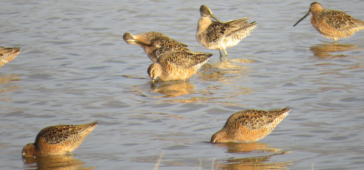 Long-billed Dowitcher - ML96204981