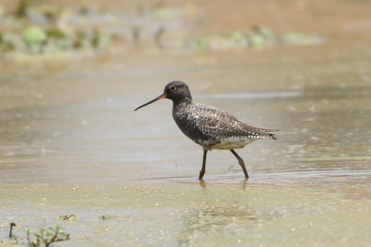 Spotted Redshank - ML96207011