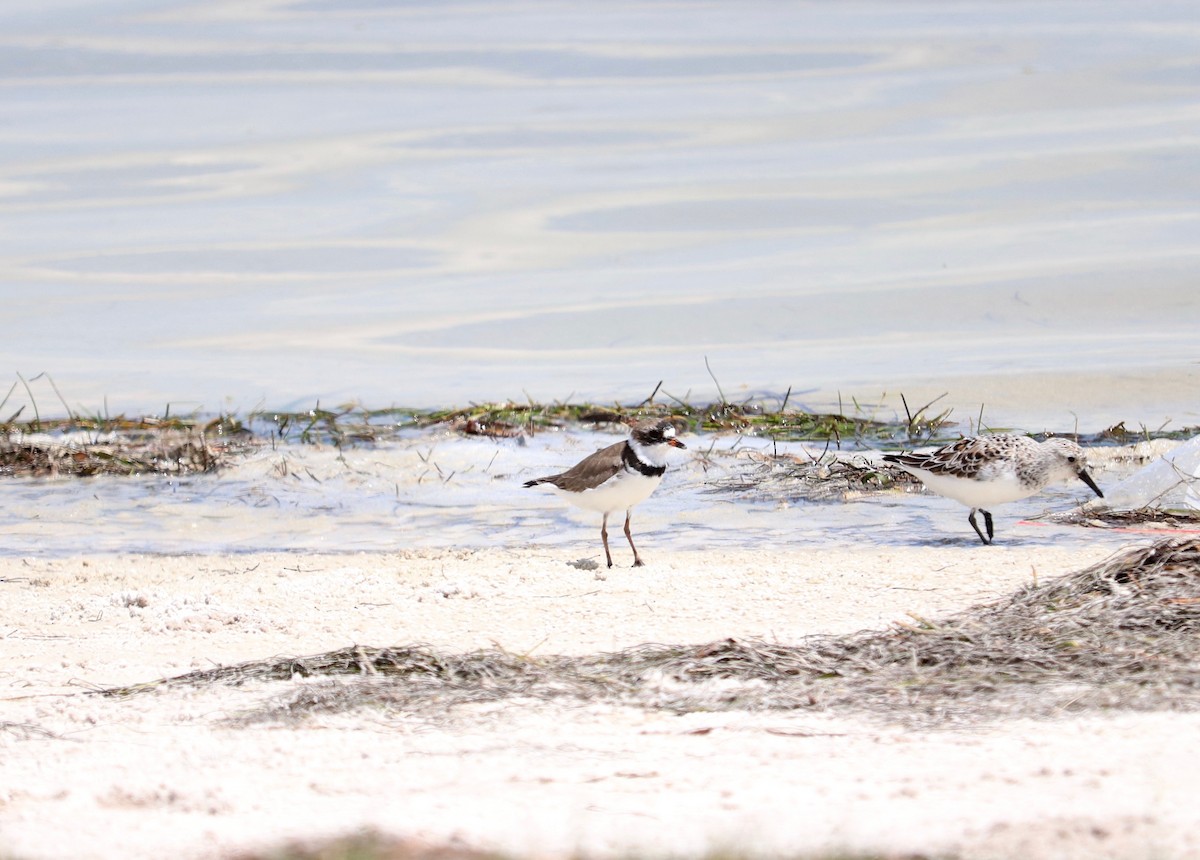 Semipalmated Plover - ML96208541