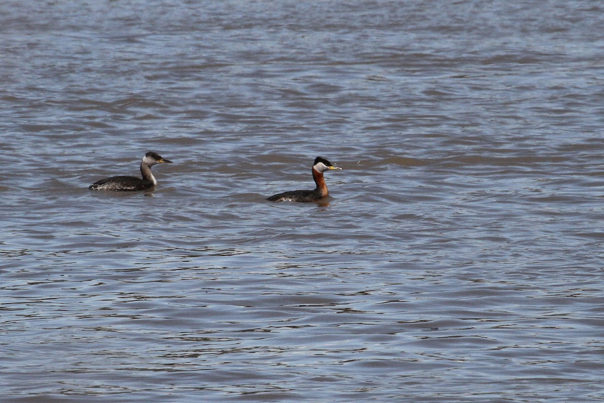 Red-necked Grebe - ML96209221