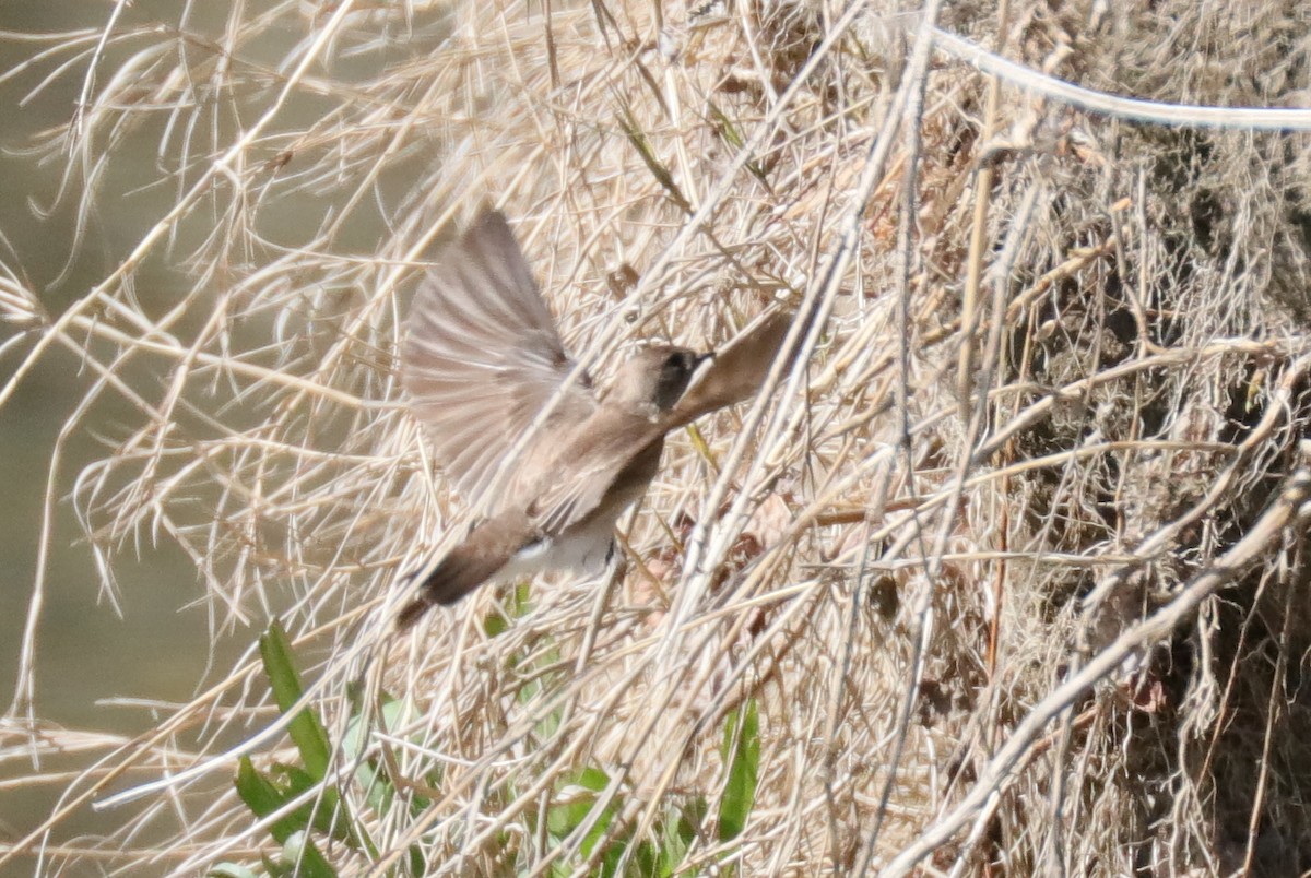 Northern Rough-winged Swallow - Warren Cronan