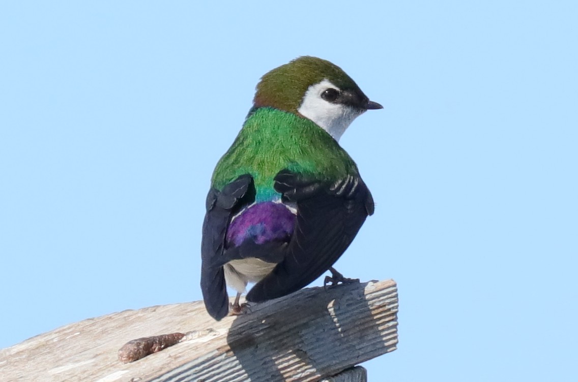 Violet-green Swallow - Warren Cronan