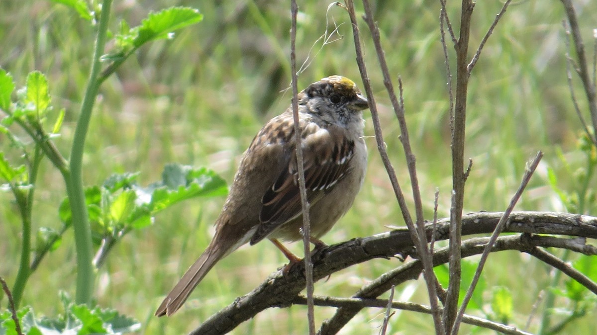 Golden-crowned Sparrow - ML96213161