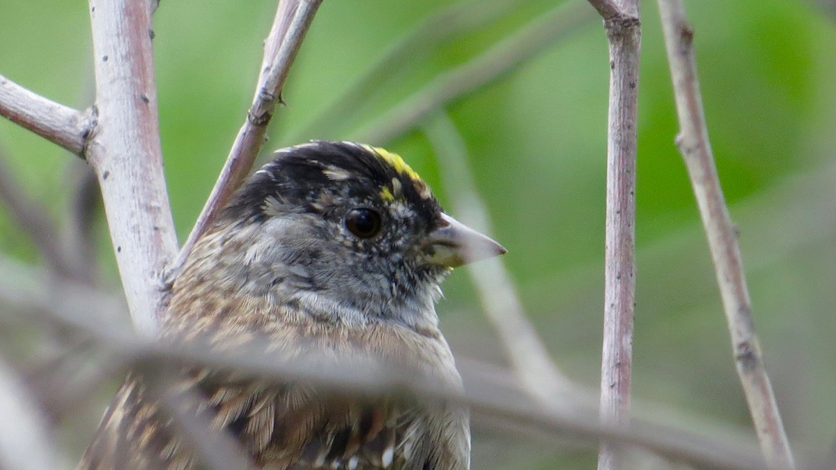 Golden-crowned Sparrow - ML96213171
