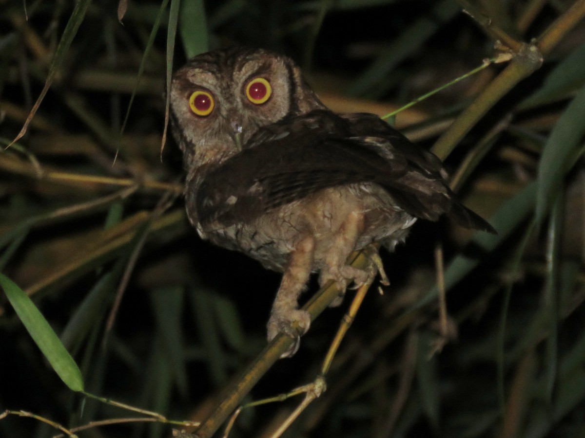 Tropical Screech-Owl - Alexander  Torres