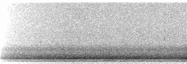 Hermit Thrush (faxoni/crymophilus) - ML96215031