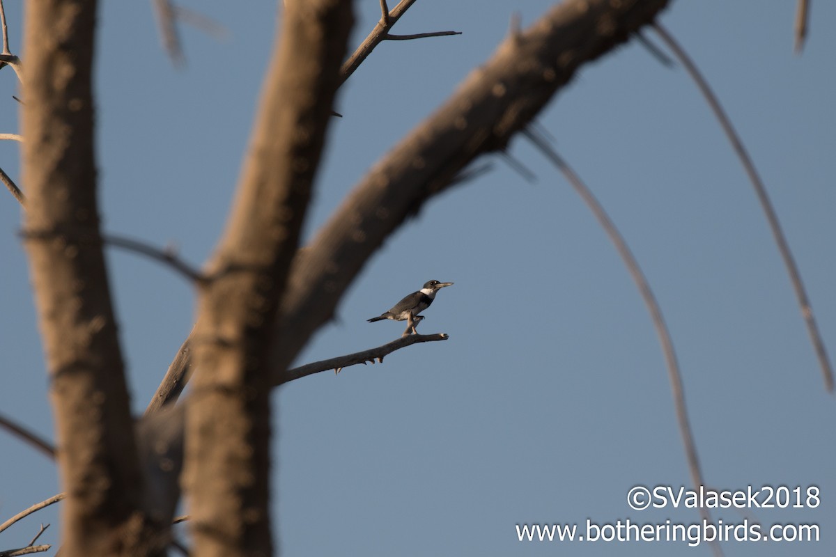 Belted Kingfisher - ML96217051