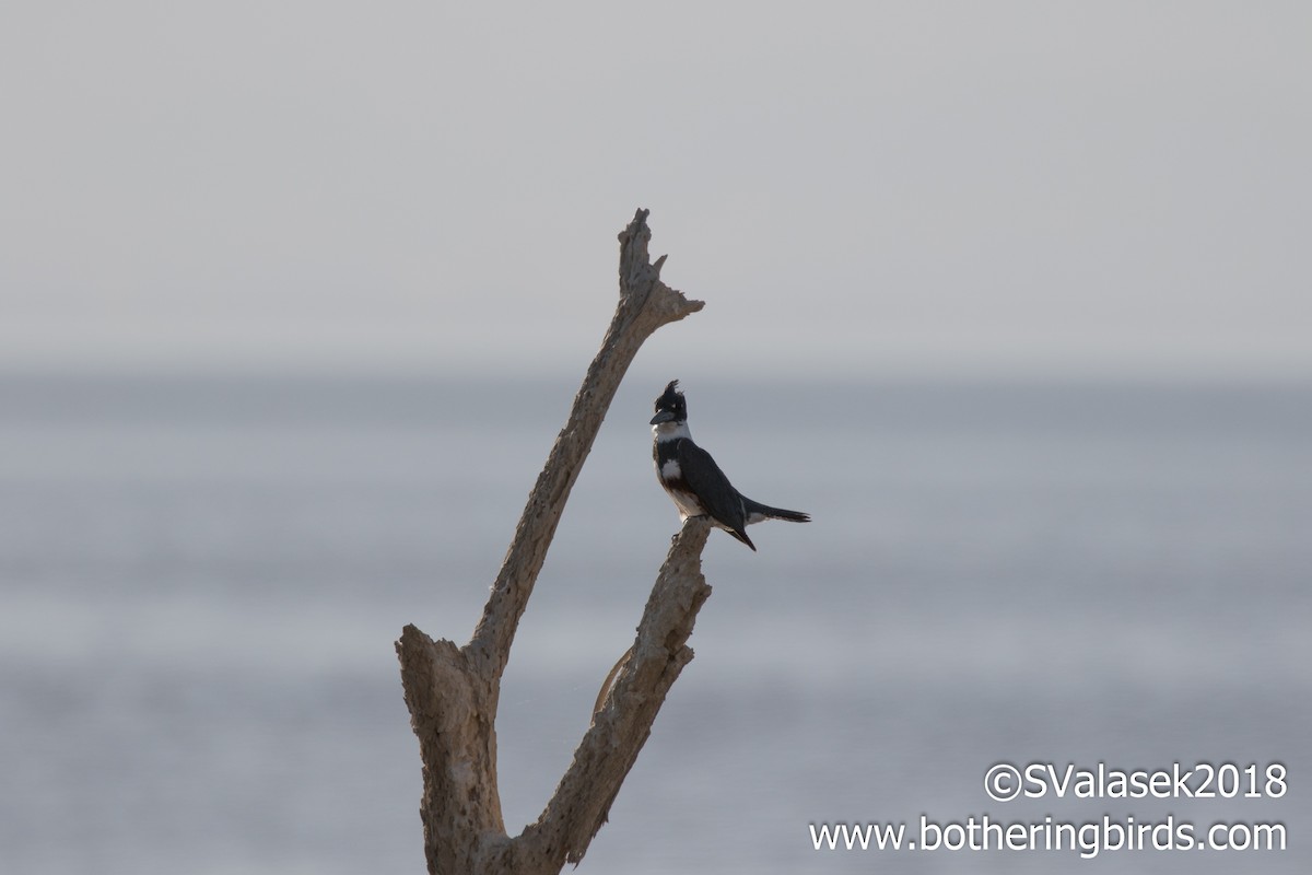 Belted Kingfisher - ML96217061