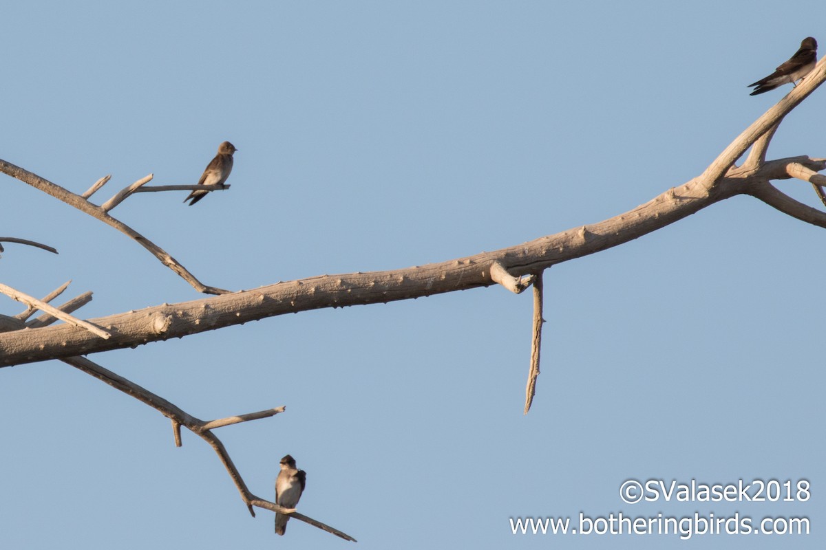 Northern Rough-winged Swallow - ML96217111