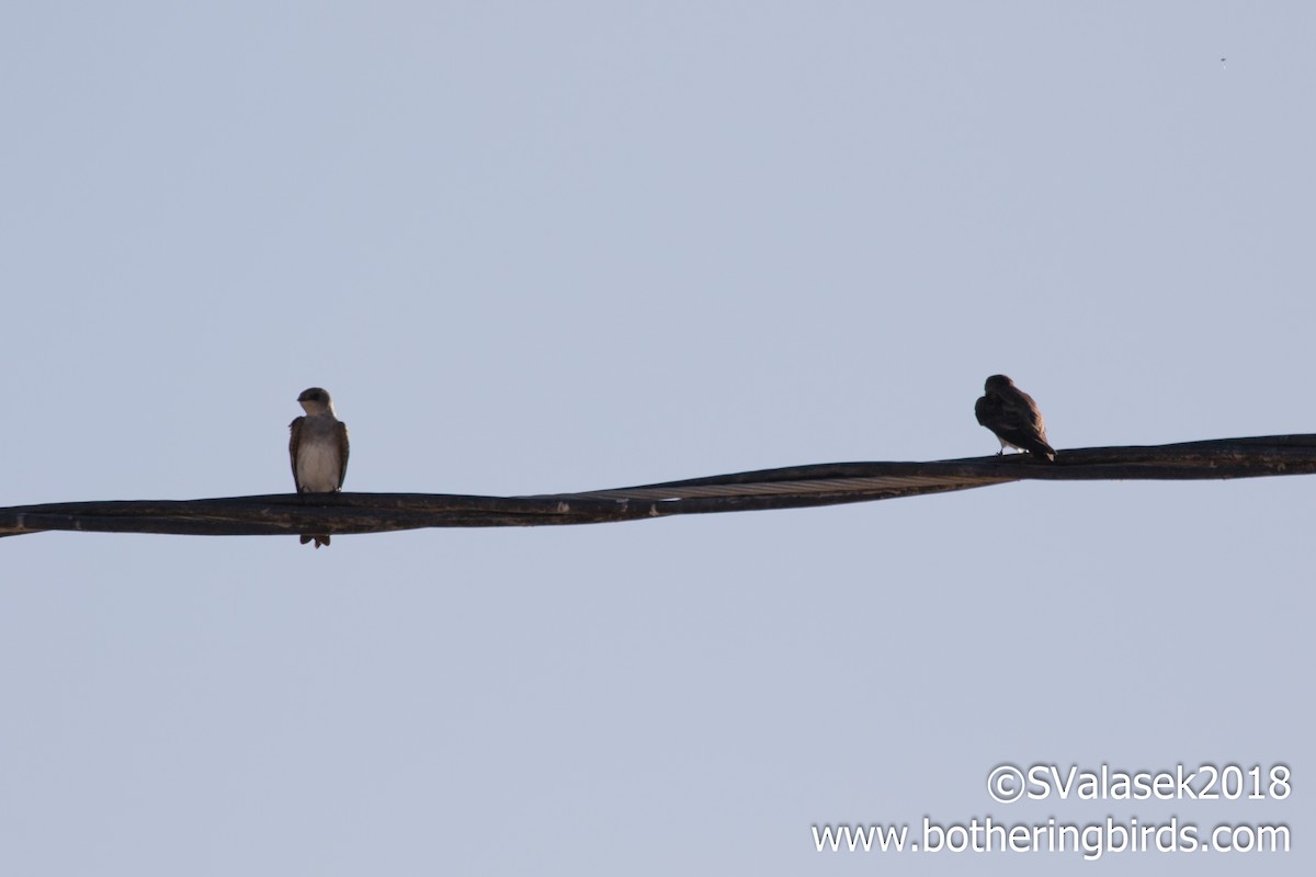 Northern Rough-winged Swallow - ML96217121