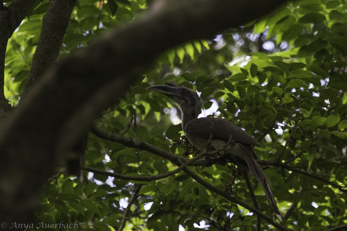 Indian Gray Hornbill - Anya Auerbach