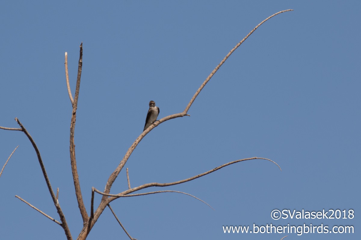 Northern Rough-winged Swallow - Steve Valasek