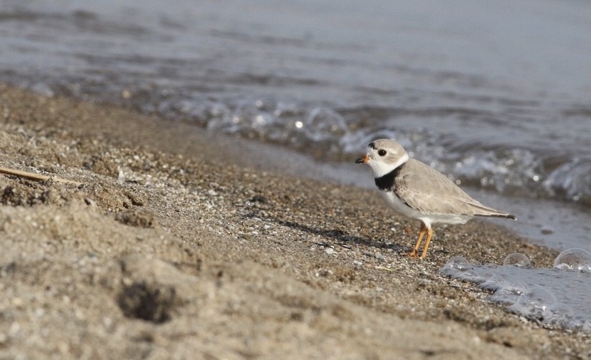 Piping Plover - ML96218821