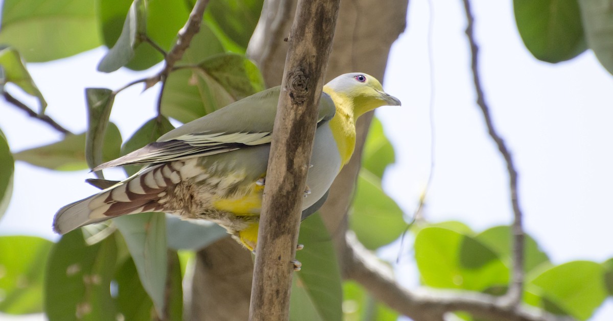 Yellow-footed Green-Pigeon - ML96221041
