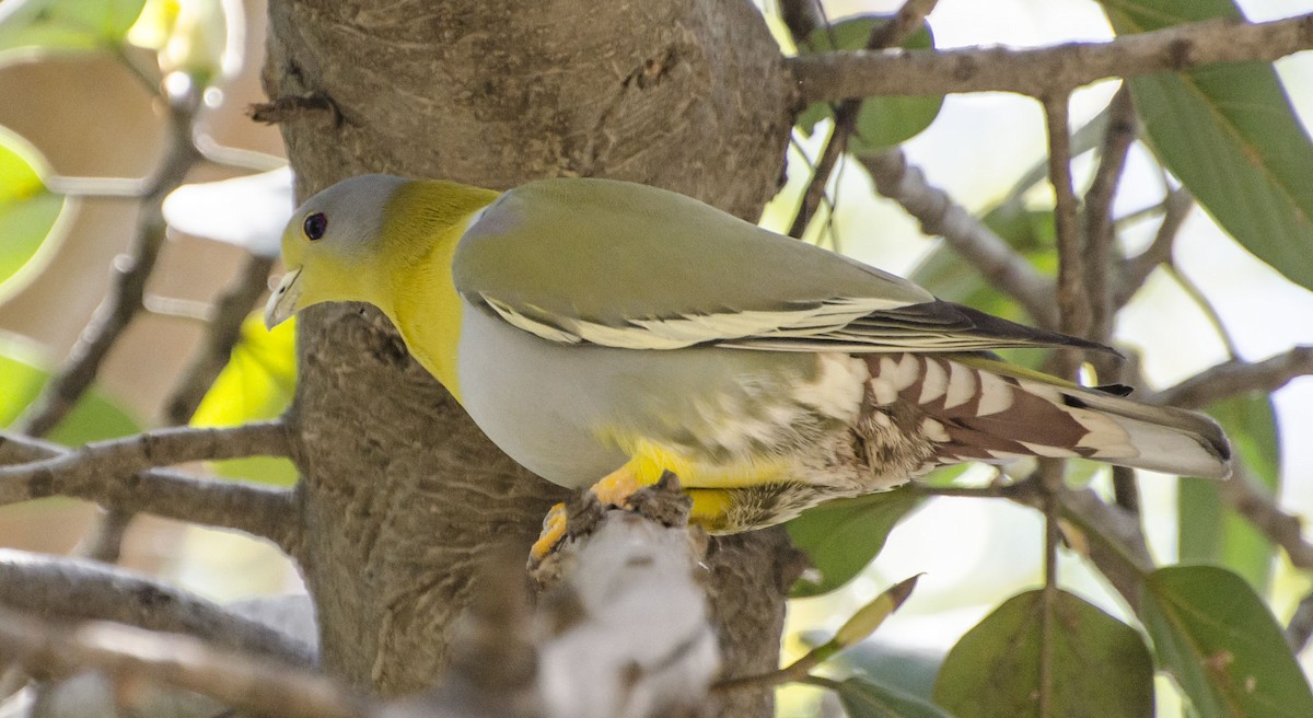 Yellow-footed Green-Pigeon - ML96221731