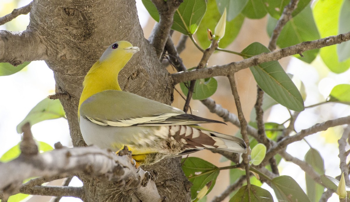 Yellow-footed Green-Pigeon - ML96221741