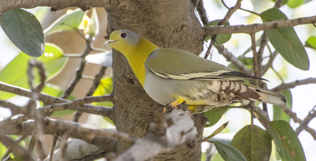 Yellow-footed Green-Pigeon - ML96221751