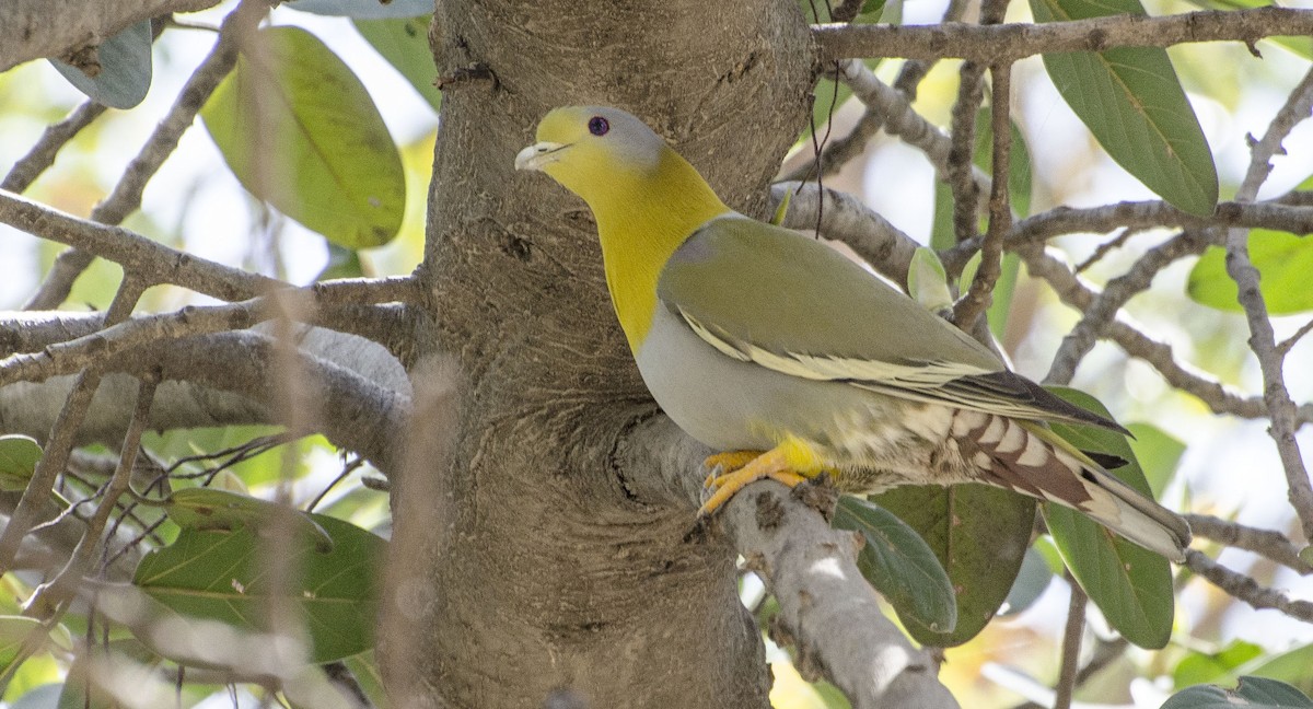 Yellow-footed Green-Pigeon - ML96221761