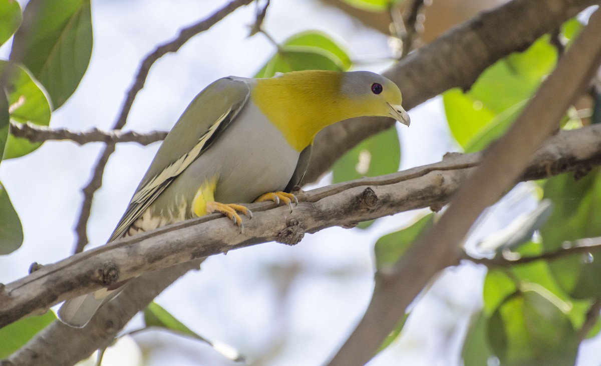 Yellow-footed Green-Pigeon - ML96221771