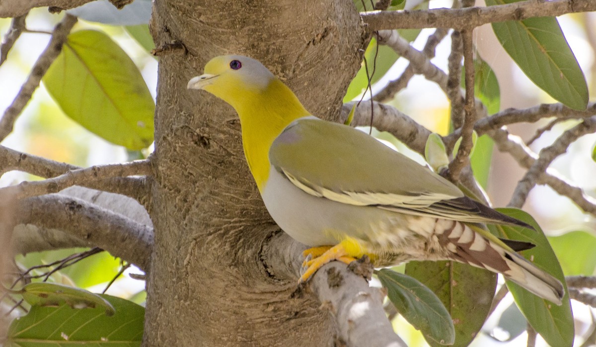 Yellow-footed Green-Pigeon - ML96221801