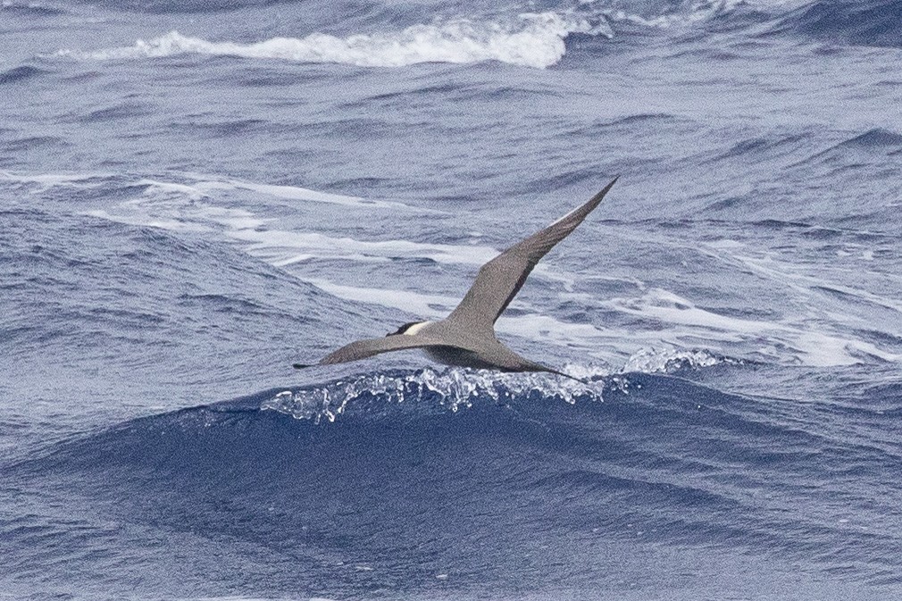 Long-tailed Jaeger - ML96222421