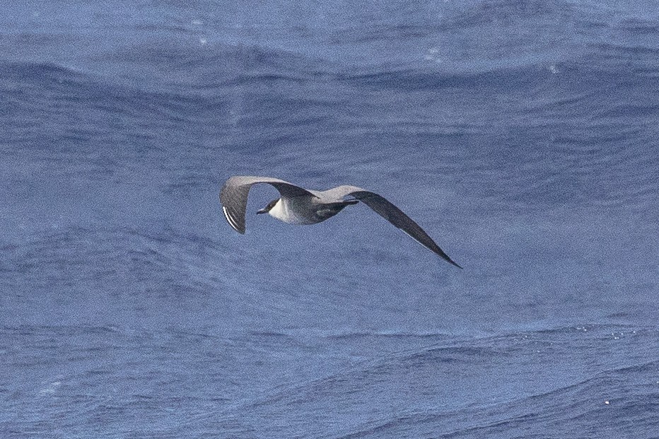 Long-tailed Jaeger - ML96222591