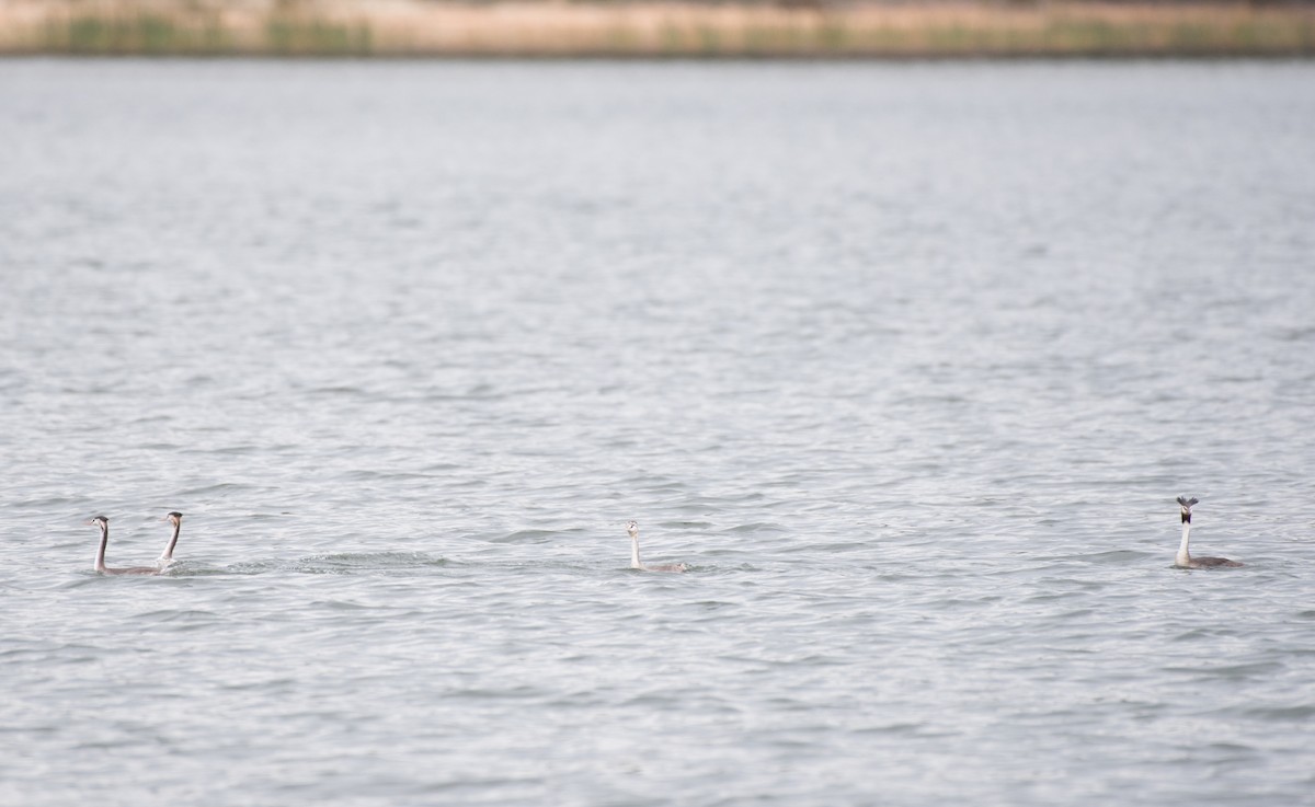 Great Crested Grebe - ML96222751