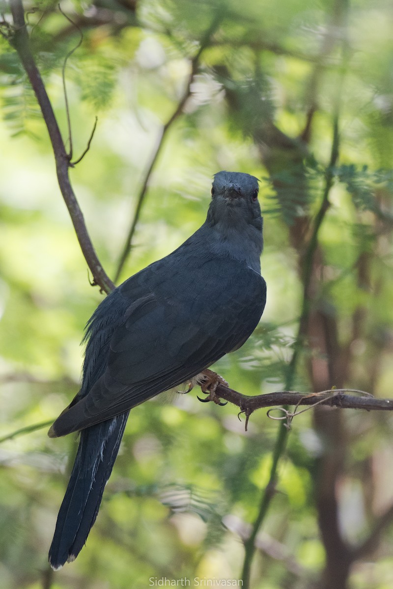 Gray-bellied Cuckoo - Sidharth Srinivasan